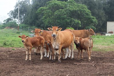 Giới chuyên gia họp chẩn đoán xác định ổ dịch lở mồm long móng trên đàn trâu bò ở Kim Môn bị tiêu hủy toàn bộ