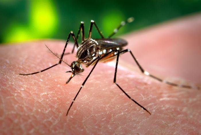 WHO: Dịch Zika tại Brasil giảm nhưng lại tăng trên toàn cầu.
