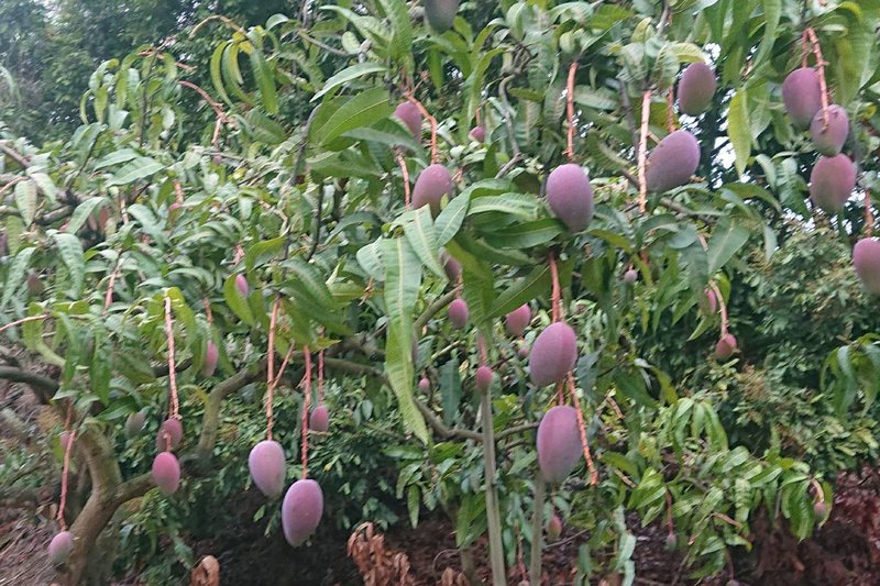 Xoài ở vùng núi Đài Nam sắp bước vào mua thu hoạch, đâu đâu cũng thấy những vườn cây sai trĩu quả (Ảnh: CNA)