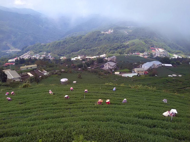 Cuối tháng 8 đến trung tuần tháng 9 tại vườn trà Dingshizhuo ở vùng núi Ali, có thể nhìn bóng dáng đang hái trà của di dân mới người Việt Nam. Nông dân trồng trà cho biết, các chị em di dân mới Việt Nam này đã trở thành một phần không thể thiếu trong quá trình sản xuất trà cao sơn ở Alishan. (Ảnh: CNA)