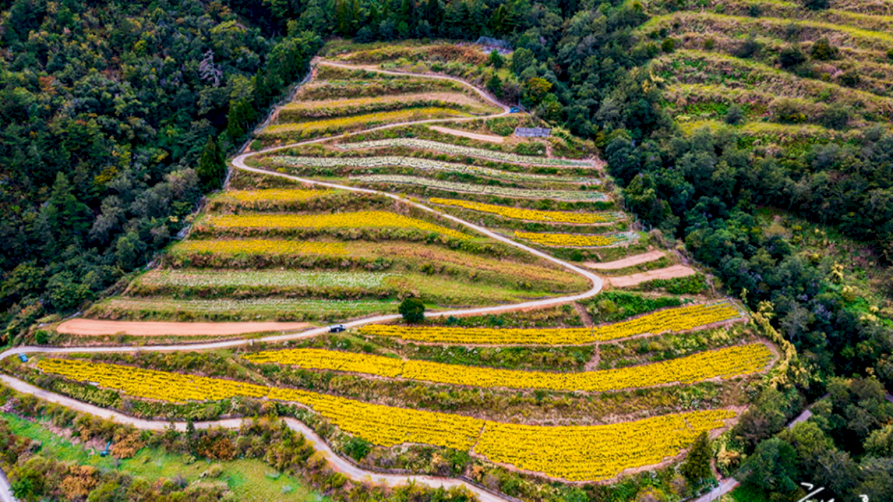 Hoa cúc nở rộ trên đồi núi, ruộng hoa bậc thang tại nông trường Vũ Lăng thơ mộng như tranh vẽ
