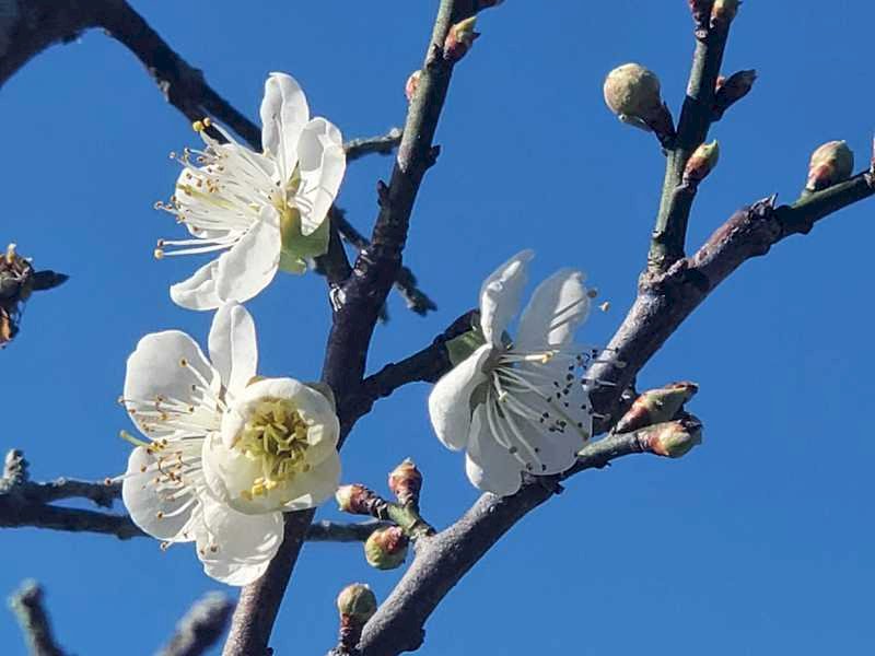 Văn phòng thị trấn Meishan huyện Gia Nghĩa cho biết, hiện tại trong số hàng nghìn cây hoa mận ở Công viên Meishan đã nở khoảng 50%, và vào cuối tuần sẽ nở nhiều hơn nữa. (Ảnh: CNA)