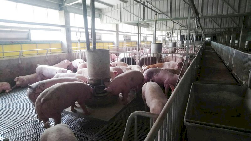 Lợn nuôi trong phòng máy lạnh, nghe nhạc và chơi đồ chơi  - Câu chuyện hiện đại hóa ngành chăn nuôi lợi của Tổng công ty đường Đài Loan