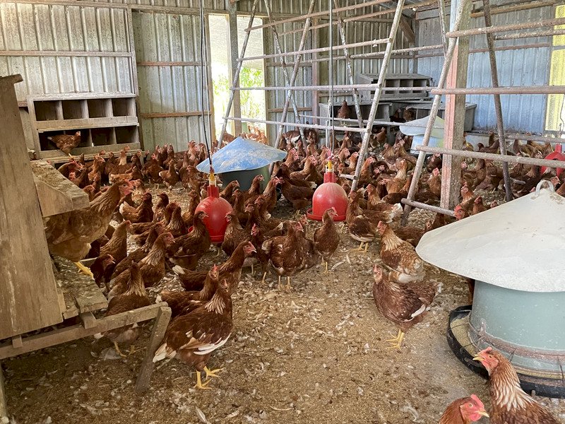 Tại sao giá trứng vẫn không giảm trong khi số lượng gà nuôi lập mức kỷ lục?