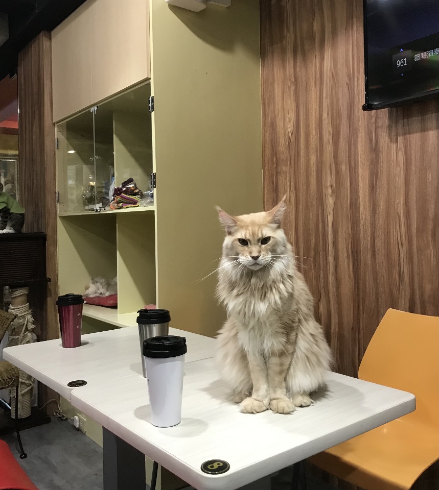 Quán cà phê thú cưng ở Đài Bắc