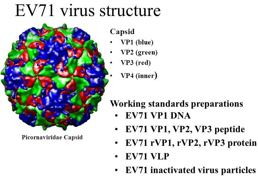 Vắc Xin Phòng Ngừa Virus đường Ruột Enterovirus A71 Của Tập đoàn Công