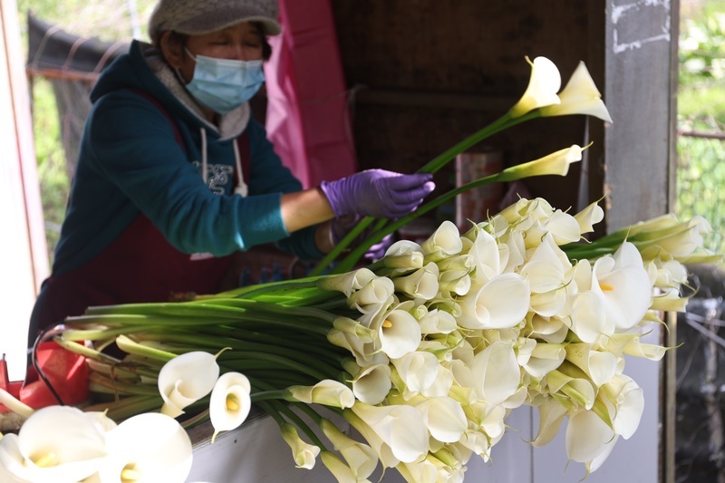 Mùa hoa loa kèn hồ Trúc Tử ở núi Dương Minh năm 2023 được diễn ra từ ngày 14/3 – 23/4. Những người nông dân trồng hoa ở đây cũng sẽ hái trước để bán cho những người lên núi thưởng hoa. (Ảnh: CNA)