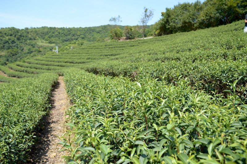 Do ảnh hưởng của đợt khô hạn tháng 2 đến tháng 3, cây trà thiệt hại hơn trăm triệu
