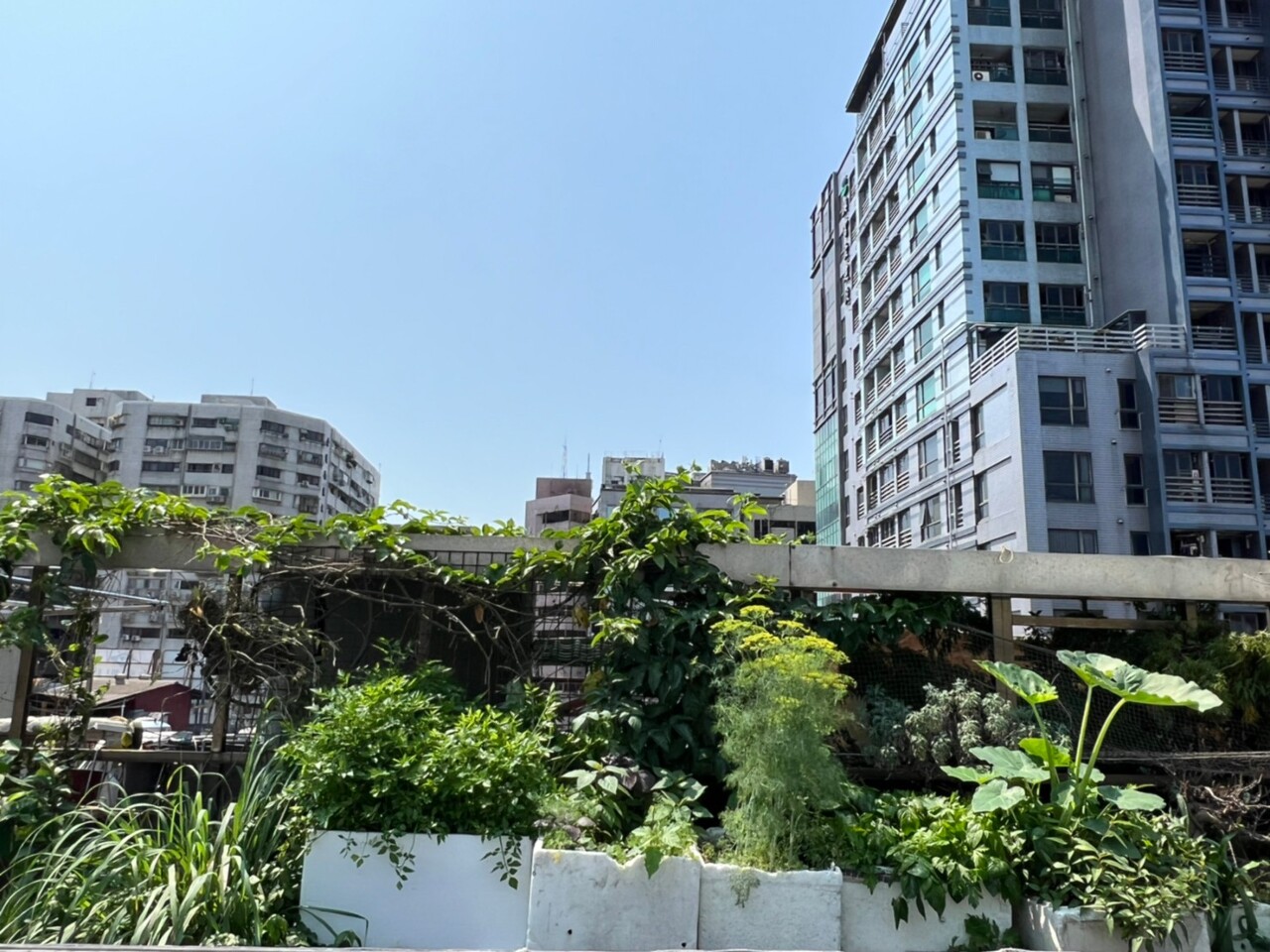 Di dân mới Nguyễn Thị Hoài và trải nghiệm với Vườn Việt di cư (1)