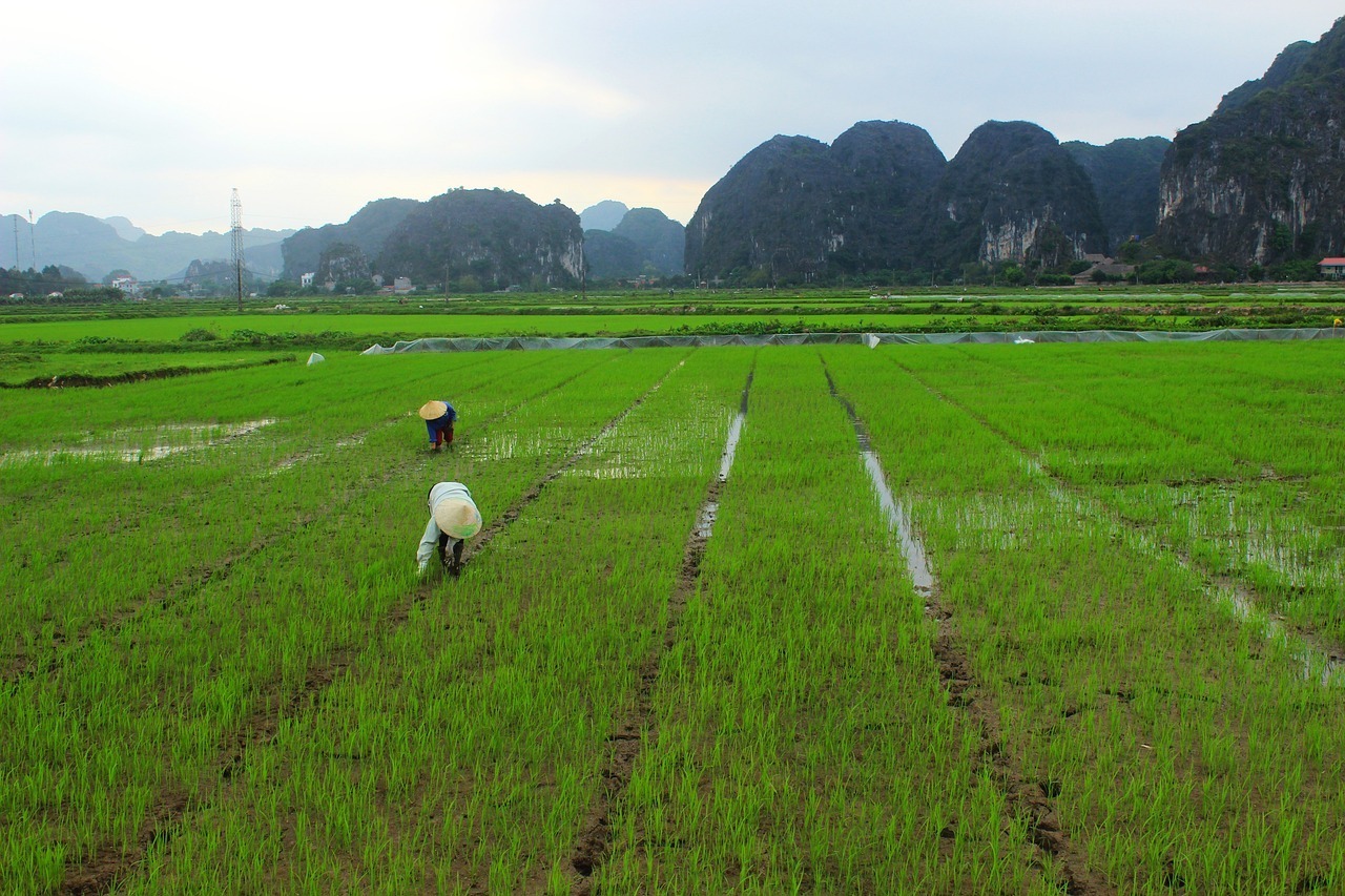 Ủy ban Nông nghiệp Đài Loan khẳng định cho thuê đất nông nghiệp để phát triển điện mặt trời không ảnh hưởng tới vấn đề an ninh lương thực của quốc gia