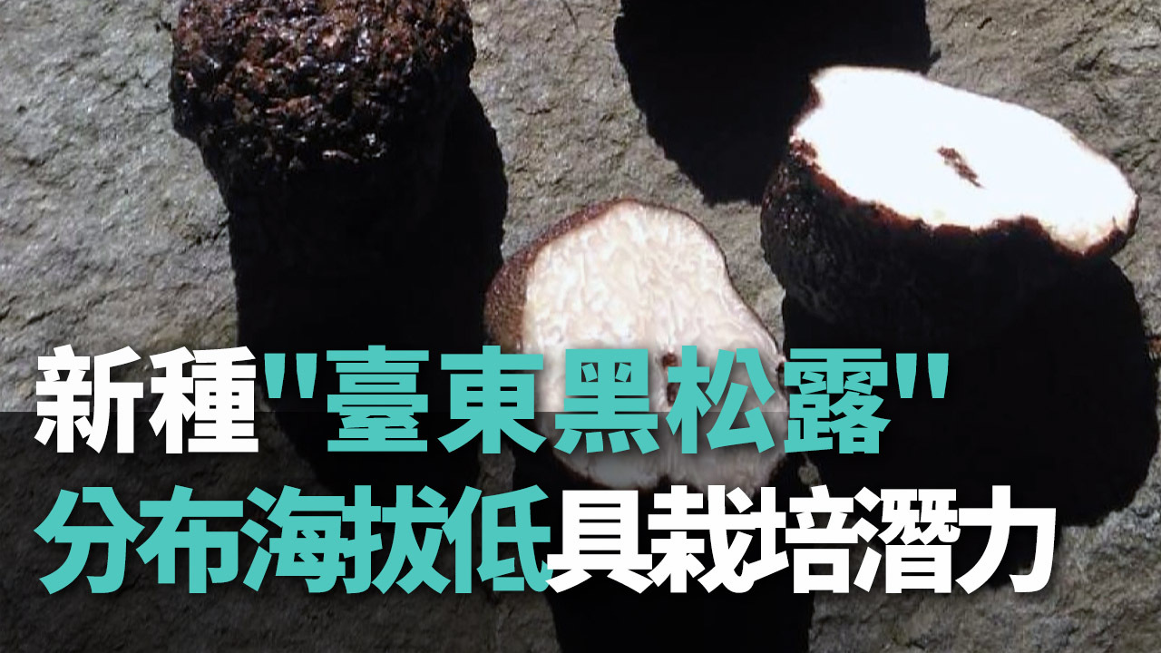Video: Phát hiện nấm truffle Đài Đông， chủng loại mới đặc hữu Đài Loan