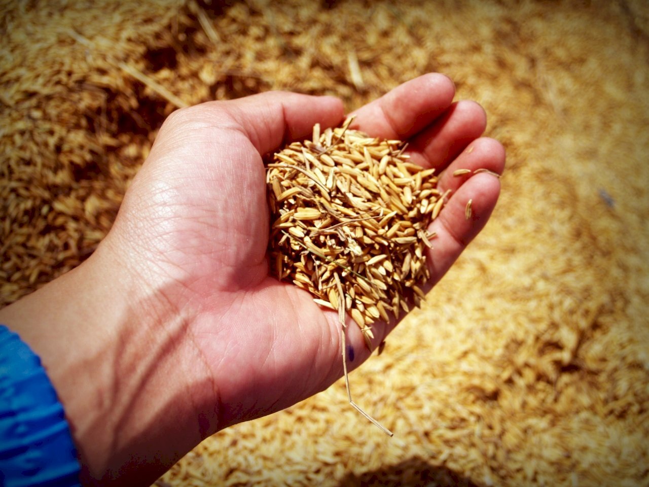 Giá gạo châu Á chạm mức cao nhất trong hơn hai năm qua do ảnh hưởng của hiện tượng El Nino
