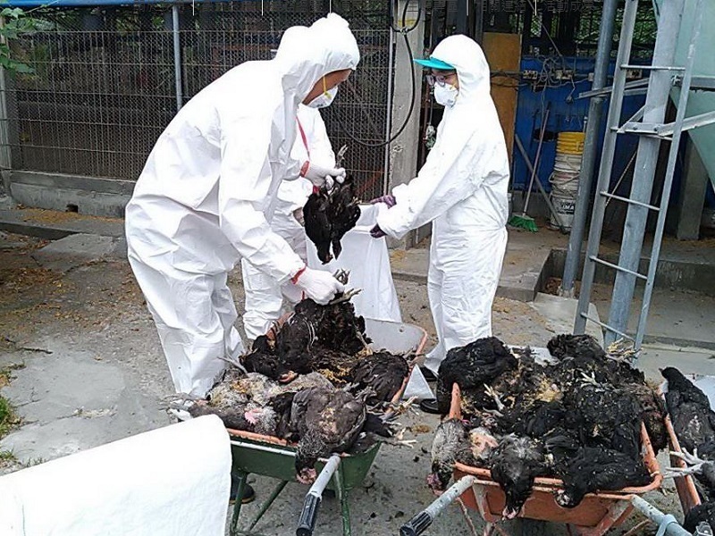 Trại chăn nuôi gà tại Bình Đông nhiễm cúm gia cầm, tiêu hủy gần 20 nghìn con gà