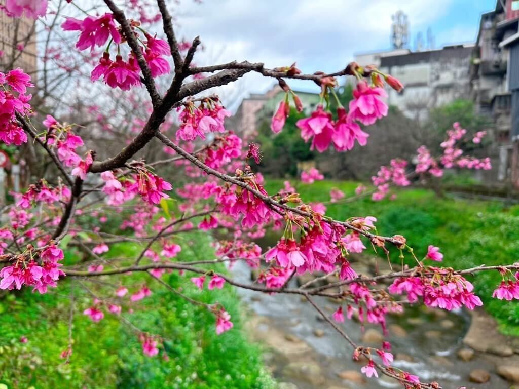 Mùa xuân đang đến gần, hoa anh đào ở Pinglin và Xizhi bắt đầu nở rộ
