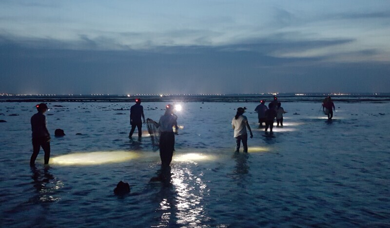 Mùa bạch tuộc Bành Hồ đã đến, ngư dân ráo riết xuống biển soi đèn bắt bạch tuộc trong đêm
