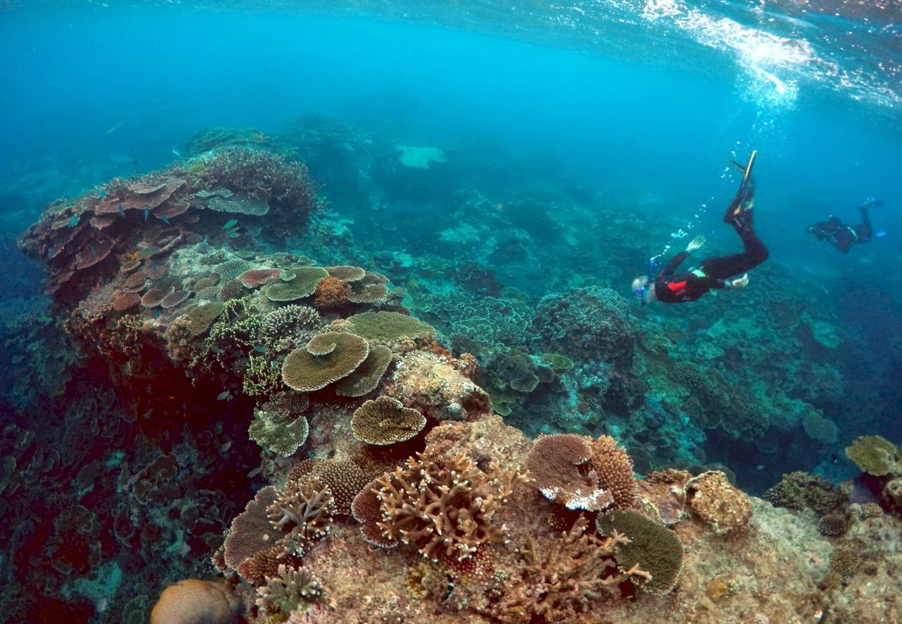 Rạn san hô Great Barrier của Úc đang trải qua đợt tẩy trắng nghiêm trọng nhất trong lịch sử