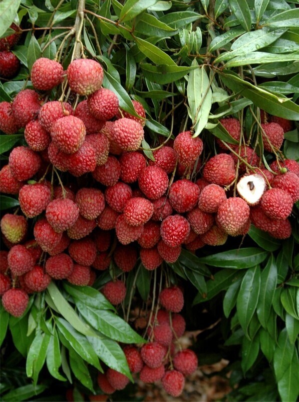 Bốn giống vải chất lượng hàng đầu của Đài Loan sẽ được cấp phép ươm trồng tại Australia