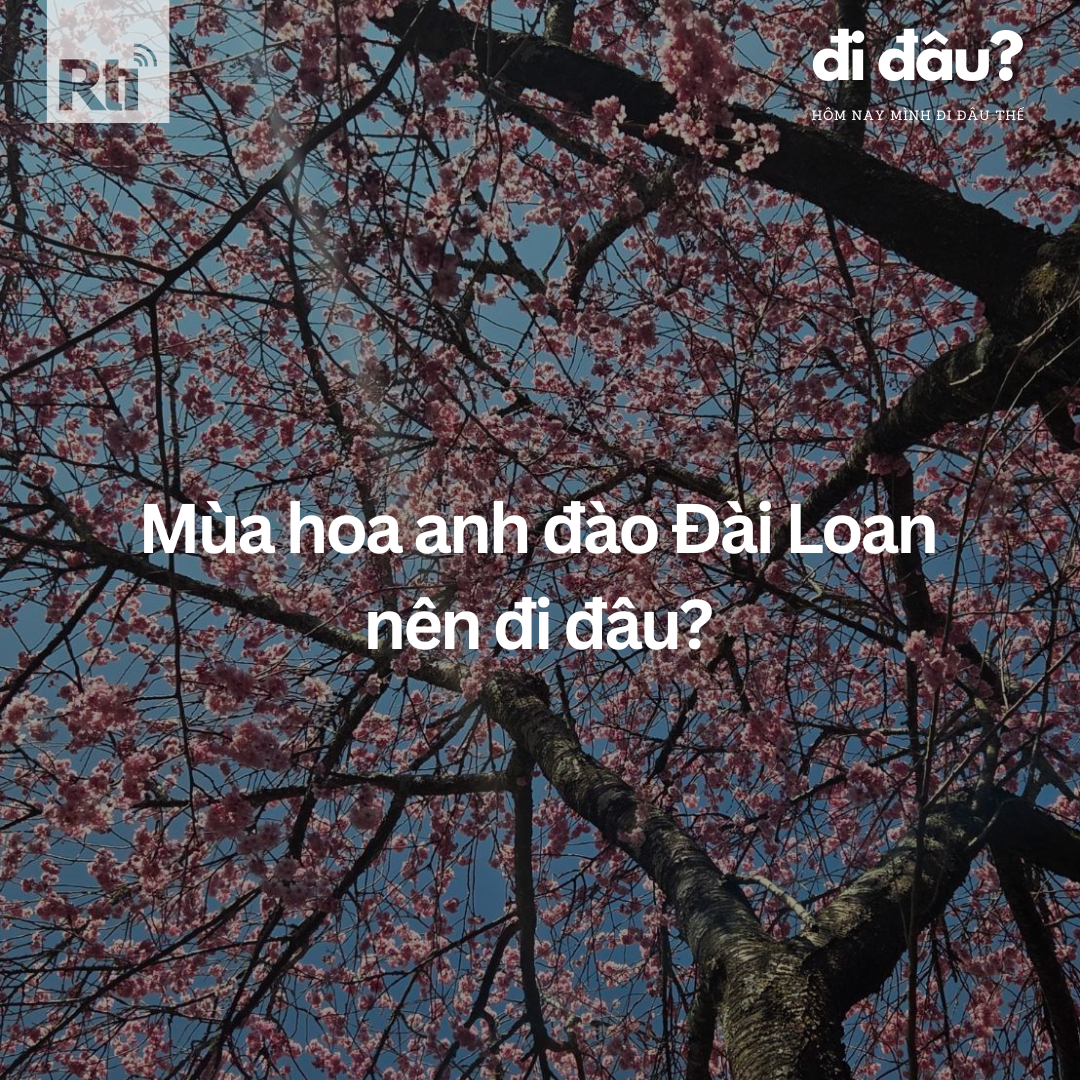 [Hôm nay mình đi đâu thế? - Tập 122] Mùa hoa anh đào ở Đài Loan nên đi đâu?