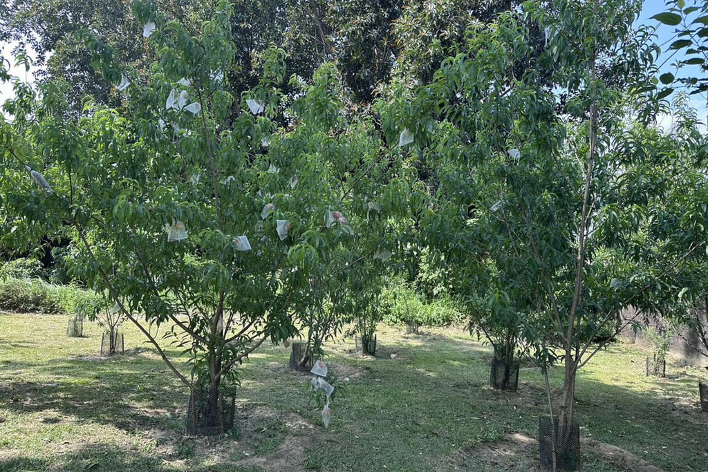 Vườn đào trong khuôn viên Bảo tàng Đường thủy Vườn hoa Shanshang Đài Nam lần đầu ra trái, điểm nhấn thu hút du khách